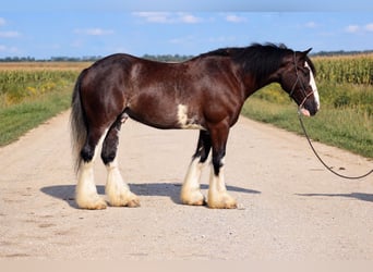 Shire Mix, Wałach, 4 lat, Kara