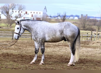 Shire Mix, Wałach, 5 lat, 163 cm, Siwa