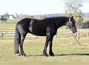 Shire Mix, Wałach, 5 lat, 168 cm, Kara