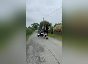 Shire, Wałach, 5 lat