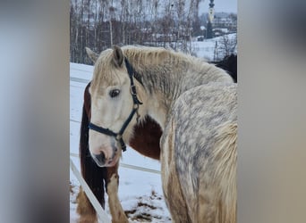 Shire, Wałach, 6 lat, 175 cm, Siwa