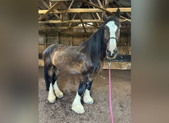 Shire, Wałach, 8 lat, 190 cm, Gniada