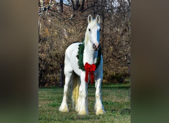 Shire, Wałach, 11 lat, 183 cm, Biała