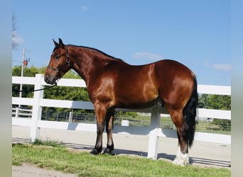 Shire Mix, Wałach, 4 lat, 168 cm, Gniada