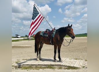Shire Mix, Wałach, 4 lat, 168 cm, Gniada