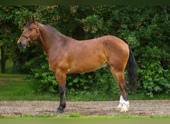 Shire Mix, Wałach, 4 lat, 168 cm, Gniada