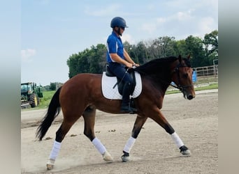 Shire Mix, Wałach, 4 lat, 168 cm, Gniada