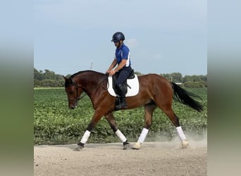 Shire Mix, Wałach, 4 lat, 168 cm, Gniada