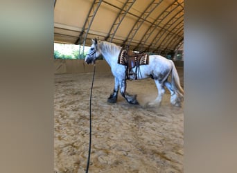 Shire, Wałach, 4 lat, 185 cm, Siwa