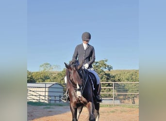 Shire Mix, Wałach, 5 lat, 163 cm, Kara