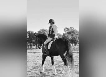 Shire Mix, Wałach, 5 lat, 163 cm, Kara