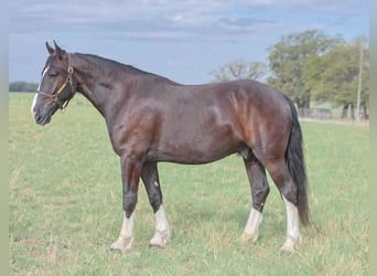 Shire Mix, Wałach, 5 lat, 163 cm, Kara