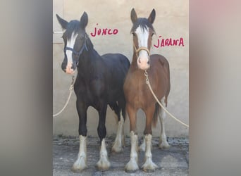 Shire Horse, Hengst, 1 Jahr