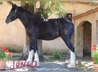 Shire Horse, Hengst, 1 Jahr