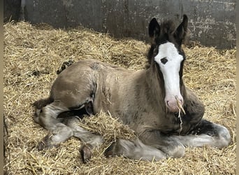 Shirehäst, Hingst, Föl (05/2024), 180 cm, Svart