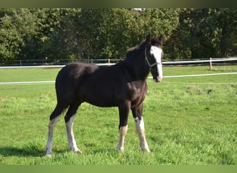 Shirehäst, Hingst, Föl (04/2023), 180 cm, Svart