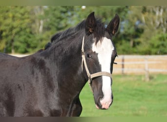 Shirehäst, Hingst, Föl (04/2023), 180 cm, Svart