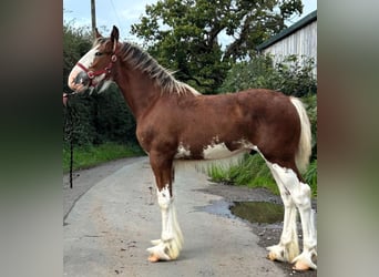 Shirehäst, Hingst, Föl (01/2023)