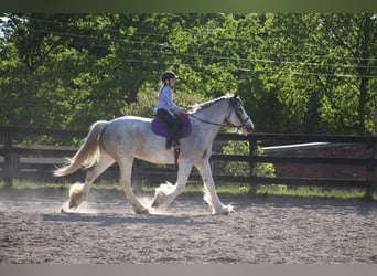 Shirehäst, Sto, 10 år, 168 cm, Sabino
