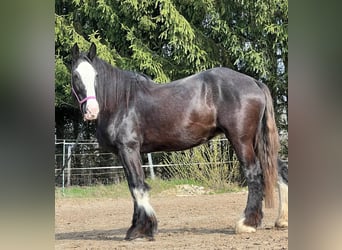 Shirehäst, Sto, 10 år, 175 cm, Brun