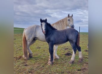 Shirehäst, Sto, 2 år, 170 cm, Kan vara vit