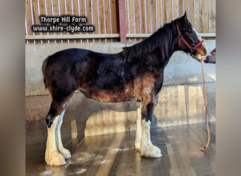 Shirehäst, Sto, 2 år, 183 cm, Mörkbrun
