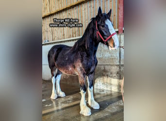 Shirehäst, Sto, 2 år, 183 cm, Mörkbrun