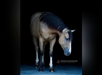 Shirehäst Blandning, Sto, 4 år, 157 cm, Gulbrun