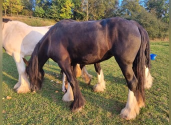 Shirehäst, Sto, 4 år, 171 cm, Svart