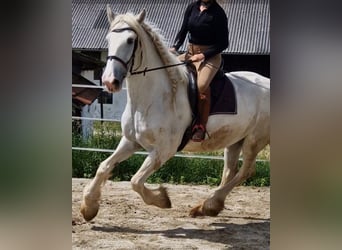 Shirehäst, Sto, 5 år, 172 cm, Grå