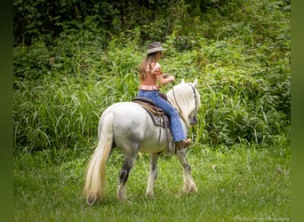 Shire Horse, Stute, 6 Jahre, 163 cm, Schimmel