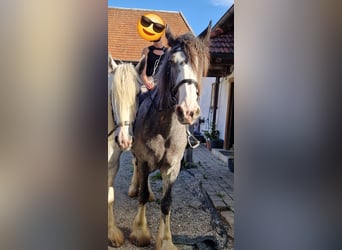 Shire Horse, Stute, 8 Jahre, 175 cm, Roan-Bay