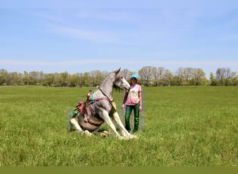 Shirehäst, Sto, 9 år, 168 cm, Sabino