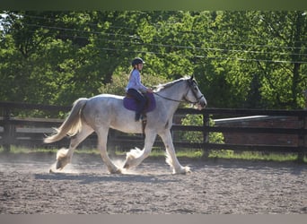 Shirehäst, Sto, 9 år, 168 cm, Sabino