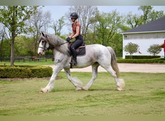 Shirehäst, Sto, 9 år, 168 cm, Sabino