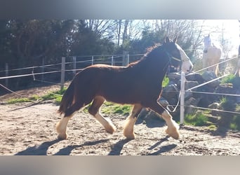 Shirehäst, Valack, 2 år, 170 cm, Brun