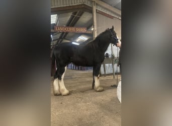 Shirehäst, Valack, 2 år, 183 cm, Svart