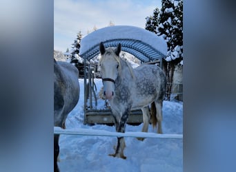 Shirehäst, Valack, 3 år, 145 cm, Grå