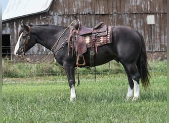 Shirehäst Blandning, Valack, 8 år, 152 cm, Svart