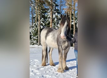 Shirehäst, Valack, 9 år, 189 cm, Sabino