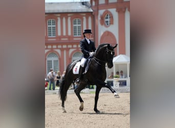 Oldenburg, Stallion, 26 years, 16.3 hh, Smoky-Black