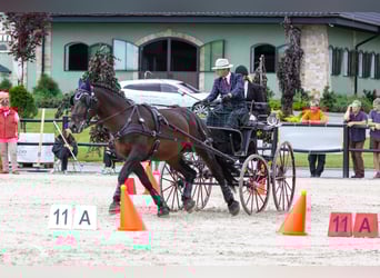 Silesian, Gelding, 10 years, 16.2 hh, Brown
