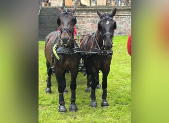 Silesian, Gelding, 10 years, 16.2 hh, Brown