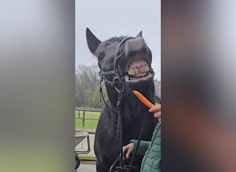 Silesian, Gelding, 10 years, 16 hh, Black