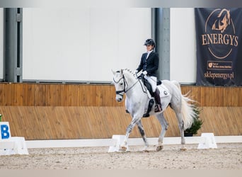 Silesian, Gelding, 10 years, 17 hh, Grey