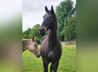 Silesian, Gelding, 16 years, 17,2 hh, Black