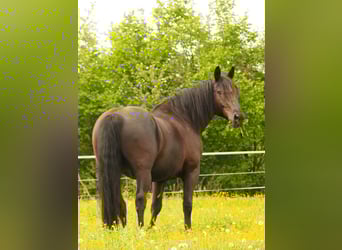 Silesian Mix, Gelding, 17 years, 16 hh, Black