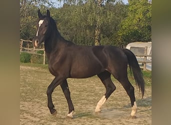 Schlesier, Wallach, 2 Jahre, 16,1 hh, Rappe