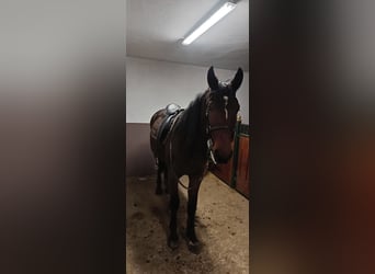 Silesian Mix, Gelding, 2 years, 16 hh, Brown