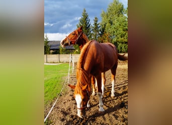 Schlesier, Wallach, 2 Jahre, 16 hh, Fuchs